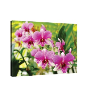 Vászonkép Orchidea 3