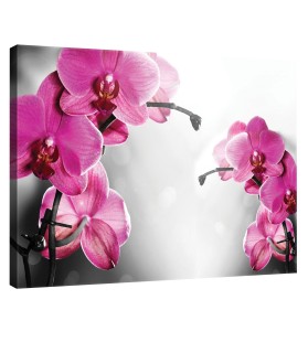 Vászonkép Orchidea Ciklámen 1